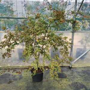 Acer palmatum 'Deshojo' 200-250 cm